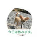 しらすと申します。（個別スタンプ：8）
