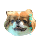 超可愛いワンコ笑（個別スタンプ：1）