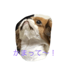 超可愛いワンコ笑（個別スタンプ：3）