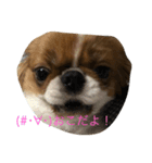 超可愛いワンコ笑（個別スタンプ：4）