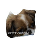 超可愛いワンコ笑（個別スタンプ：5）