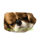超可愛いワンコ笑（個別スタンプ：6）