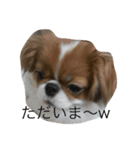 超可愛いワンコ笑（個別スタンプ：7）