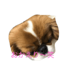 超可愛いワンコ笑（個別スタンプ：8）