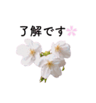 サクラサク♡さくら♡桜♡（個別スタンプ：13）