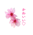 サクラサク♡さくら♡桜♡（個別スタンプ：19）