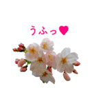 サクラサク♡さくら♡桜♡（個別スタンプ：24）