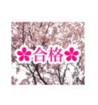 サクラサク♡さくら♡桜♡（個別スタンプ：25）