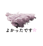 サクラサク♡さくら♡桜♡（個別スタンプ：27）