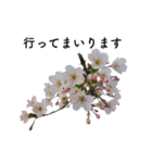 サクラサク♡さくら♡桜♡（個別スタンプ：29）