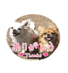 チワワのnuts＆milk 日常使えるスタンプ（個別スタンプ：1）