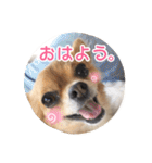 チワワのnuts＆milk 日常使えるスタンプ（個別スタンプ：2）