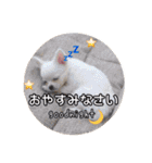 チワワのnuts＆milk 日常使えるスタンプ（個別スタンプ：3）