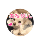 チワワのnuts＆milk 日常使えるスタンプ（個別スタンプ：4）