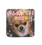 チワワのnuts＆milk 日常使えるスタンプ（個別スタンプ：5）