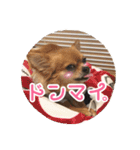 チワワのnuts＆milk 日常使えるスタンプ（個別スタンプ：7）