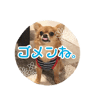 チワワのnuts＆milk 日常使えるスタンプ（個別スタンプ：8）