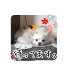 チワワのnuts＆milk 日常使えるスタンプ（個別スタンプ：9）