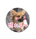 チワワのnuts＆milk 日常使えるスタンプ（個別スタンプ：10）