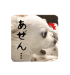 チワワのnuts＆milk 日常使えるスタンプ（個別スタンプ：11）