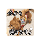 チワワのnuts＆milk 日常使えるスタンプ（個別スタンプ：12）