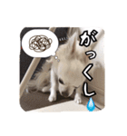チワワのnuts＆milk 日常使えるスタンプ（個別スタンプ：13）