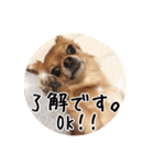 チワワのnuts＆milk 日常使えるスタンプ（個別スタンプ：14）
