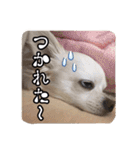 チワワのnuts＆milk 日常使えるスタンプ（個別スタンプ：15）