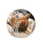チワワのnuts＆milk 日常使えるスタンプ（個別スタンプ：16）