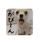 チワワのnuts＆milk 日常使えるスタンプ（個別スタンプ：17）