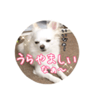 チワワのnuts＆milk 日常使えるスタンプ（個別スタンプ：18）