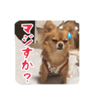 チワワのnuts＆milk 日常使えるスタンプ（個別スタンプ：21）