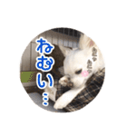 チワワのnuts＆milk 日常使えるスタンプ（個別スタンプ：23）