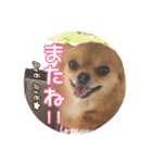 チワワのnuts＆milk 日常使えるスタンプ（個別スタンプ：24）