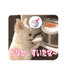 チワワのnuts＆milk 日常使えるスタンプ（個別スタンプ：25）