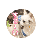 チワワのnuts＆milk 日常使えるスタンプ（個別スタンプ：27）