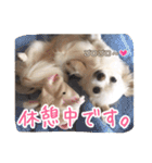 チワワのnuts＆milk 日常使えるスタンプ（個別スタンプ：29）