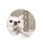 チワワのnuts＆milk 日常使えるスタンプ（個別スタンプ：30）