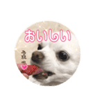 チワワのnuts＆milk 日常使えるスタンプ（個別スタンプ：31）