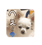 チワワのnuts＆milk 日常使えるスタンプ（個別スタンプ：32）