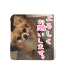 チワワのnuts＆milk 日常使えるスタンプ（個別スタンプ：33）