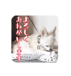 チワワのnuts＆milk 日常使えるスタンプ（個別スタンプ：34）