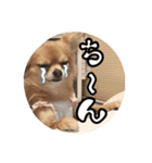 チワワのnuts＆milk 日常使えるスタンプ（個別スタンプ：36）