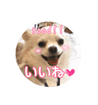 チワワのnuts＆milk 日常使えるスタンプ（個別スタンプ：37）