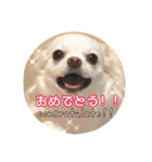 チワワのnuts＆milk 日常使えるスタンプ（個別スタンプ：40）