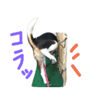 モカぽんと仲間たち（個別スタンプ：10）
