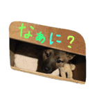 モカぽんと仲間たち（個別スタンプ：16）