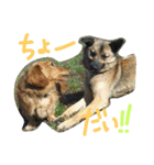 モカぽんと仲間たち（個別スタンプ：31）