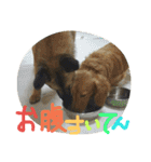モカぽんと仲間たち（個別スタンプ：36）