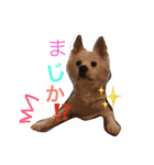 じょんとらい（個別スタンプ：3）
